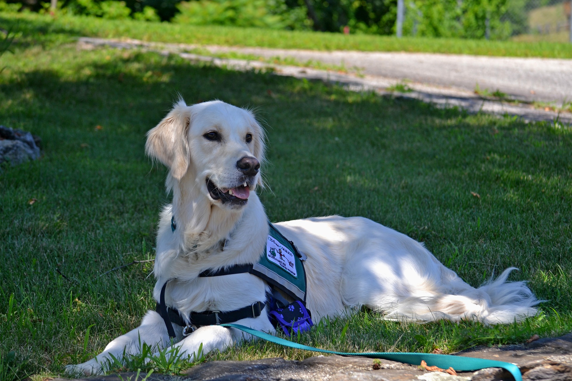 Seizure Alert and Response Dogs | The 