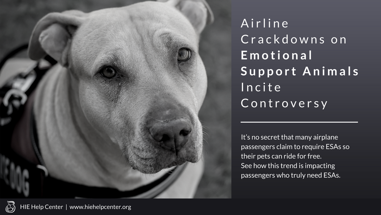 Airline Crackdowns on Emotional Support Animals Incite Controversy - HIE  Help Center